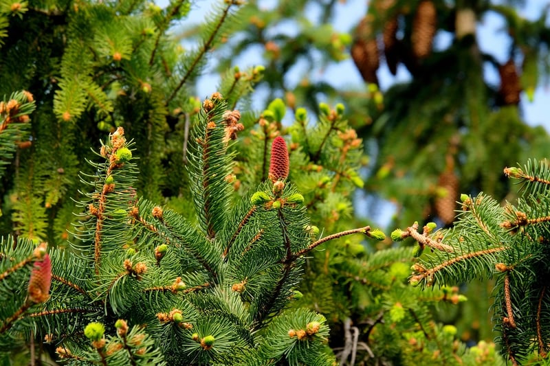 Sustainable Outdoor Projects